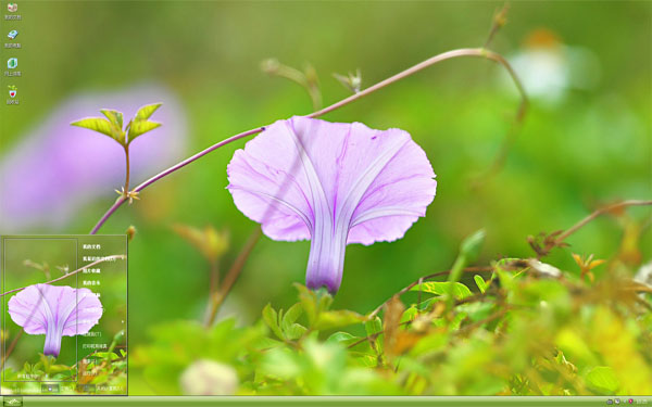  紫色牵牛花xp主题