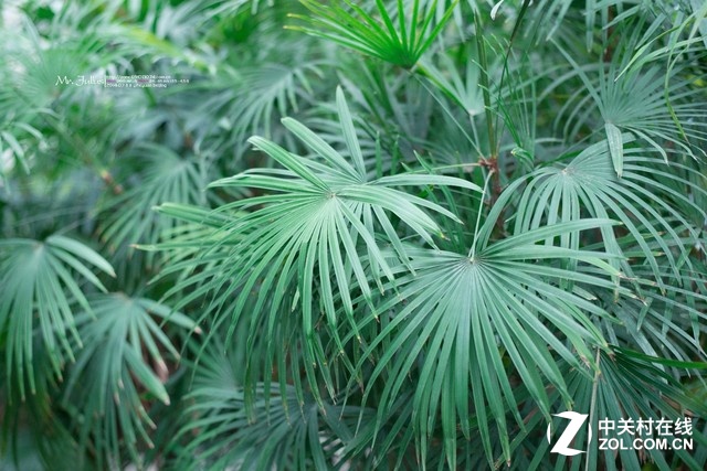 D610+50F1.8G香山植物园拍小景